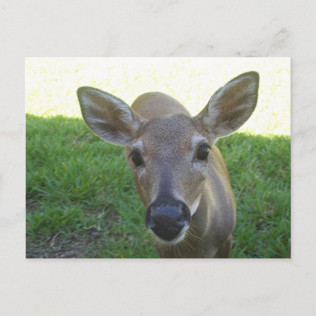 Florida Key Deer Postcard (Front)