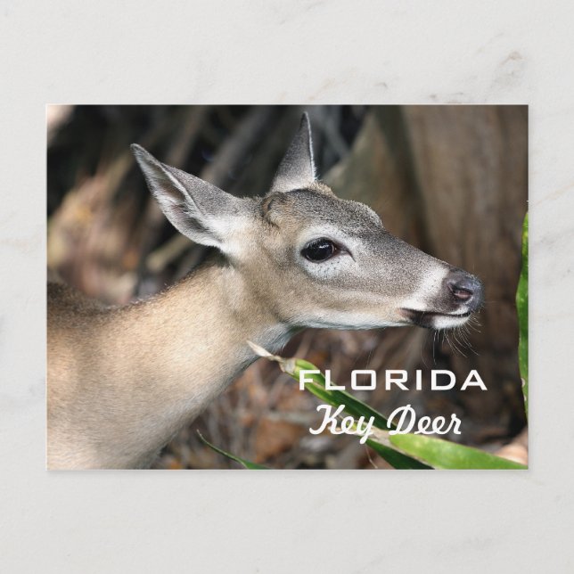 Florida Key Deer Postcard (Front)