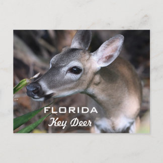 Florida Key Deer Postcard, Version A Postcard