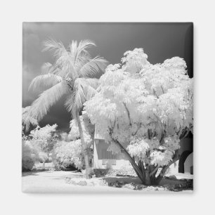 Florida Keys house and its palm trees, USA. 2 Magnet