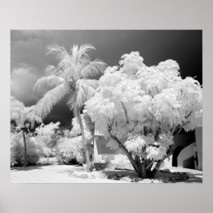 Florida Keys house and its palm trees, USA. 2 Poster