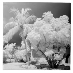 Florida Keys house and its palm trees, USA. 2 Tile