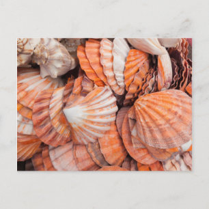 Florida Keys, Key West, seashells Postcard