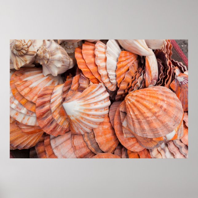 Florida Keys, Key West, seashells Poster (Front)