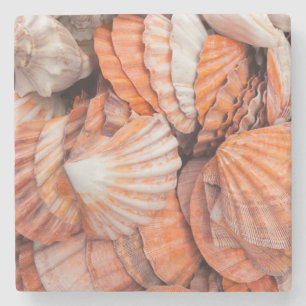 Florida Keys, Key West, seashells Stone Coaster