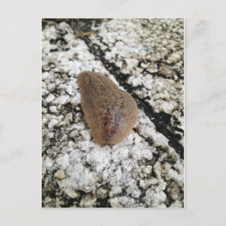 Florida Leatherleaf Slug Postcard