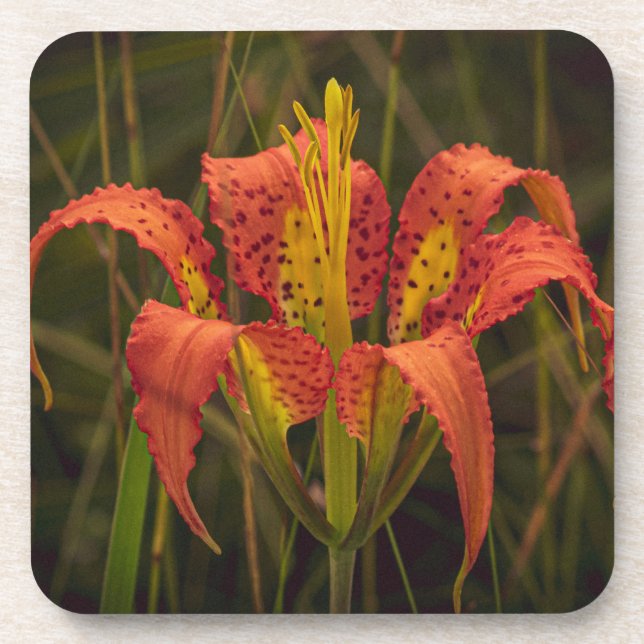 "Florida Lily" Coaster Set of 6 (Front)