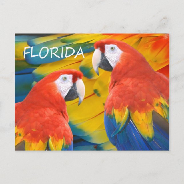 Florida Macaws Postcard (Front)