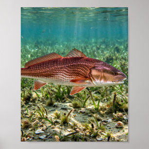 Florida Man Redfish Red Drum Florida Grass Flats F Poster