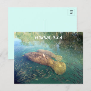 Florida Manatee and Baby  Postcard