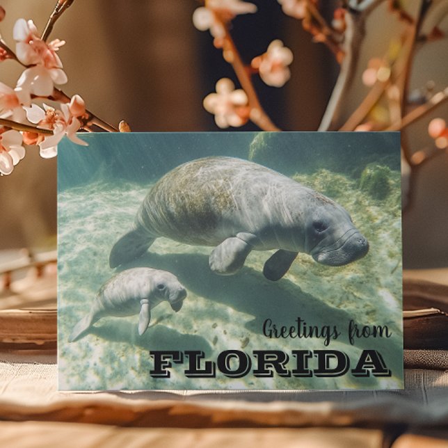 Florida Manatee and Baby Postcard (Creator Uploaded)