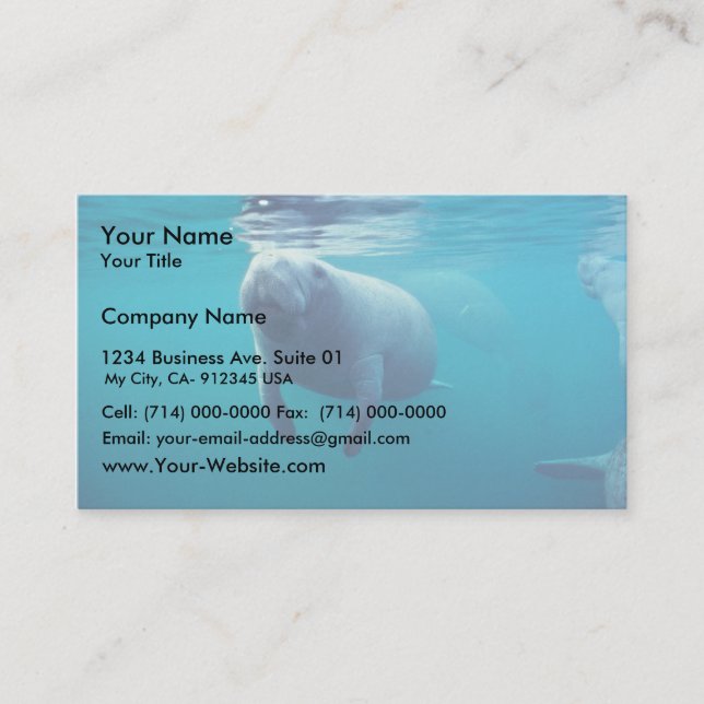 Florida Manatee Business Card (Front)