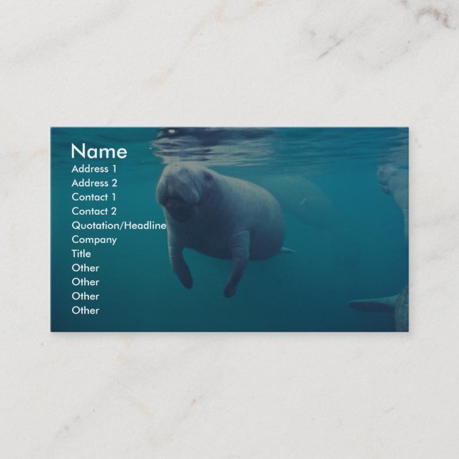 Florida Manatee Business Card (Front)