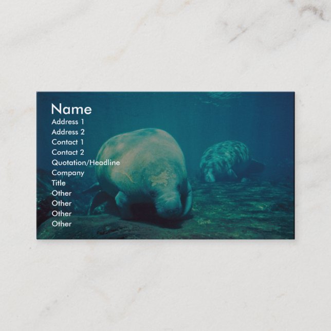 Florida Manatee Business Card (Front)