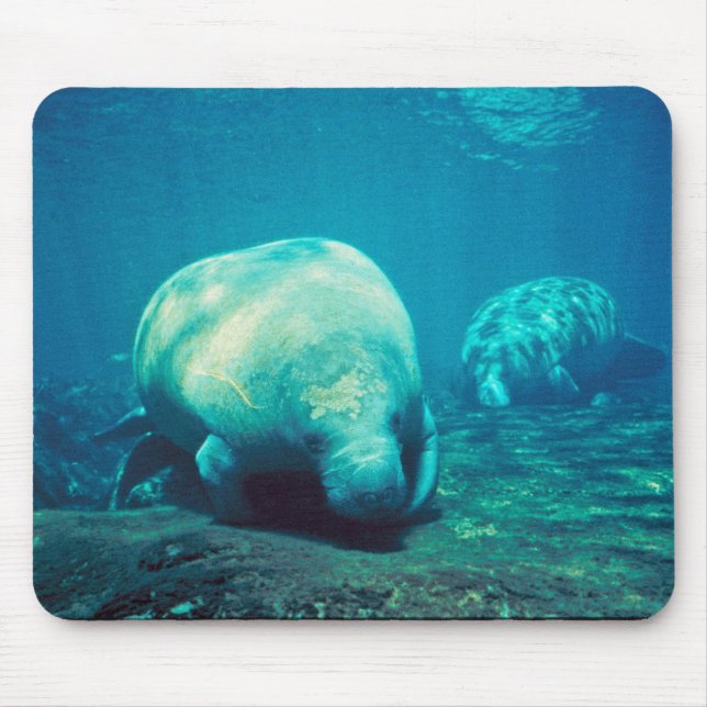 Florida Manatee Mouse Mat (Front)