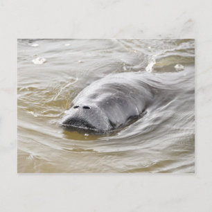 Florida Manatee Ormond Beach Postcard