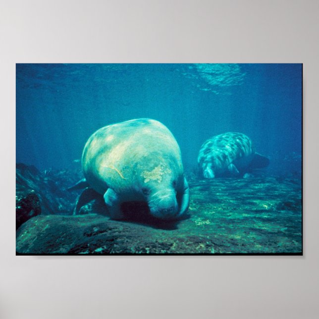 Florida Manatee Poster (Front)