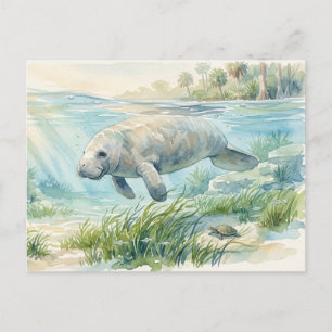 Florida Manatee Watercolor Postcard