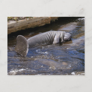 Florida Manatees (Trichechus manatus latirostris) Postcard