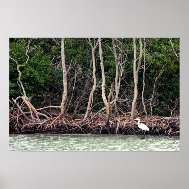 Florida Mangroves Poster (Front)