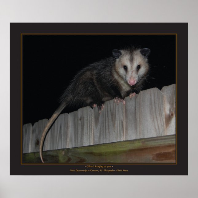 Florida Opossum Poster (Front)