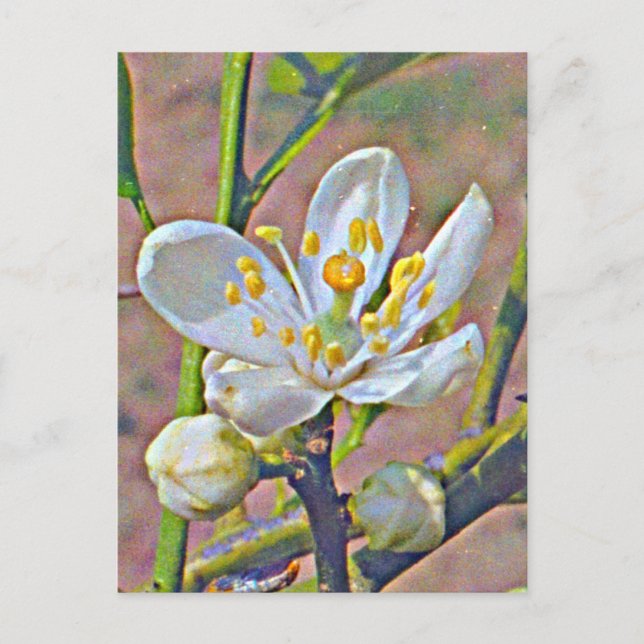 Florida Orange Blossom Postcard (Front)