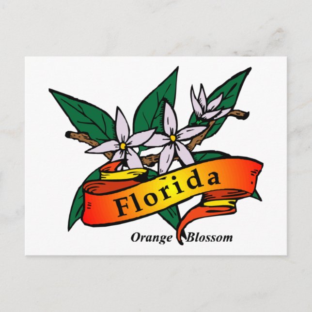 Florida Orange Blossom Postcard (Front)