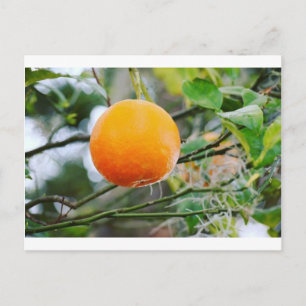 Florida Orange Post card