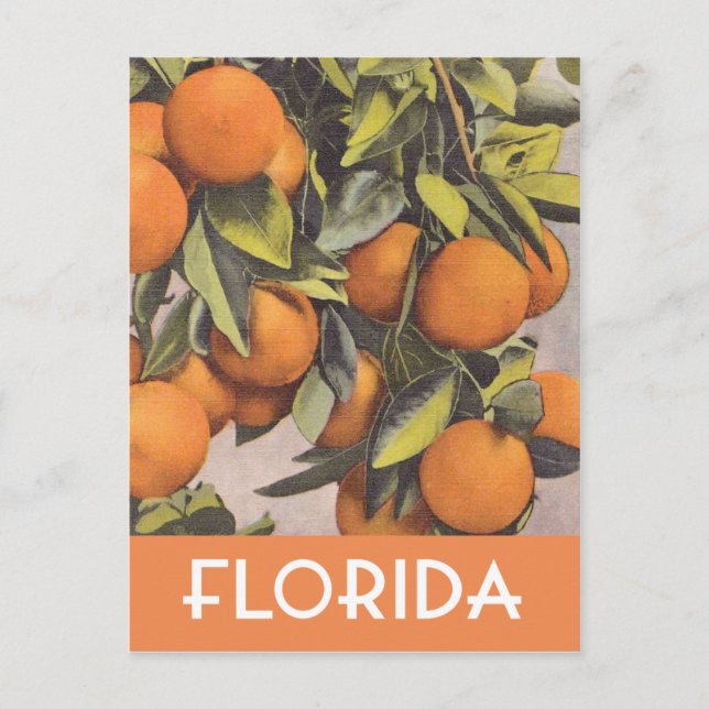 Florida oranges vintage illustration postcard (Front)