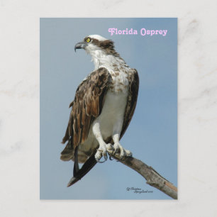 Florida osprey posing Postcard