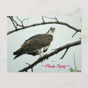 Florida Osprey Postcard