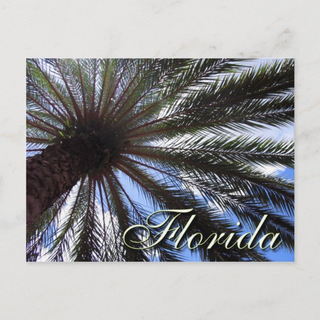 Florida Palm Postcard (Front)
