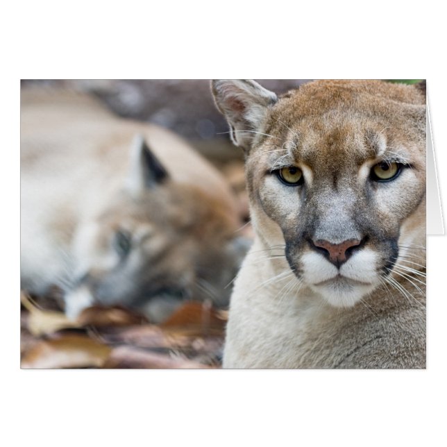 Florida Panther (Front Horizontal)