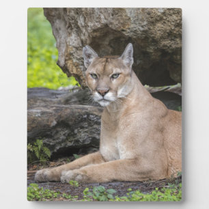 Florida Panther 8 x 10 with Easel Plaque