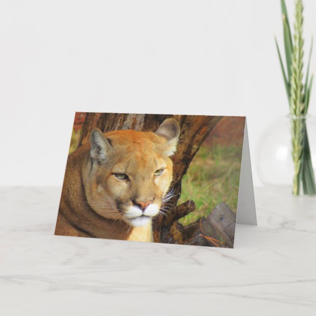 Florida Panther / Cougar Greeting Card (Front)