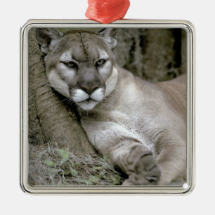Florida panther, Felis concolor coryi, Metal Tree Decoration