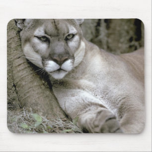 Florida panther, Felis concolor coryi, Mouse Mat