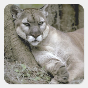 Florida panther, Felis concolor coryi, Square Sticker