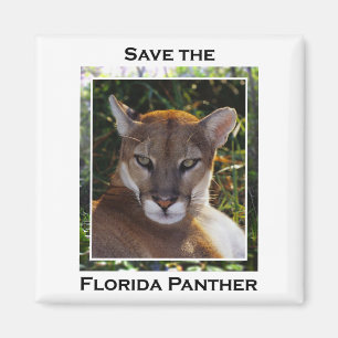 Florida Panther Magnet