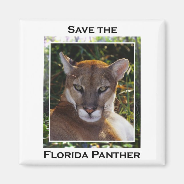 Florida Panther Magnet (Front)