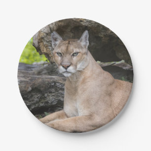 Florida Panther Paper Plates