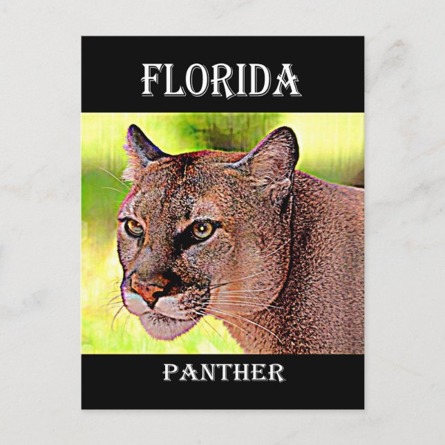 Florida Panther Postcard (Front)