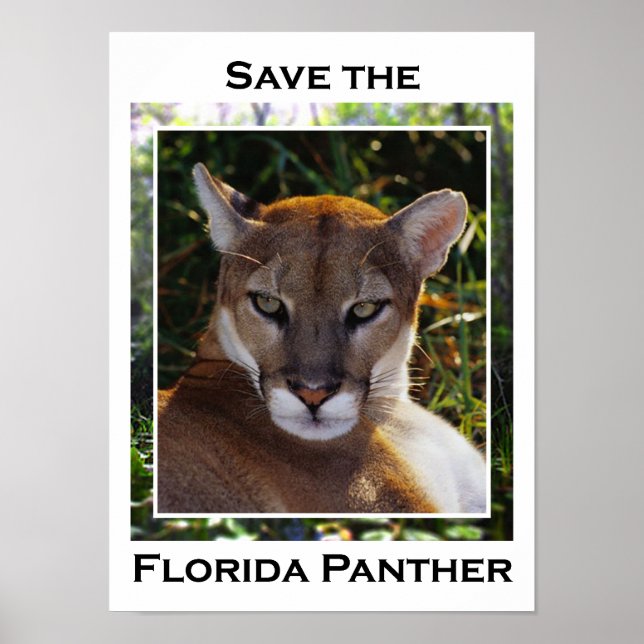 Florida Panther Poster (Front)