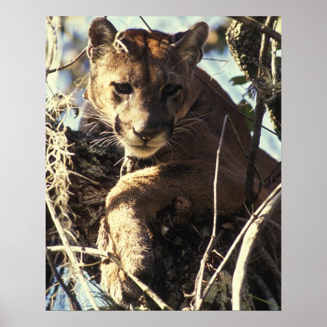 Florida Panther Poster (Front)