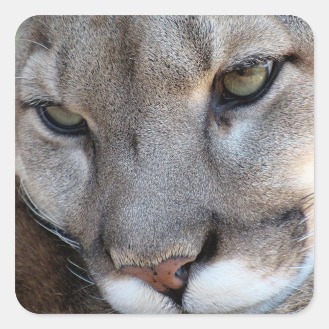 Florida Panther Sticker (4071) (Front)