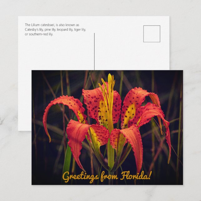 Florida Pine Lily Postcard  (Front/Back)