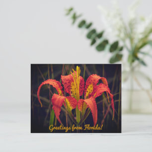 Florida Pine Lily Postcard
