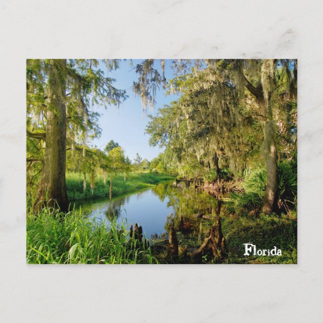 Florida Postcard (Front)