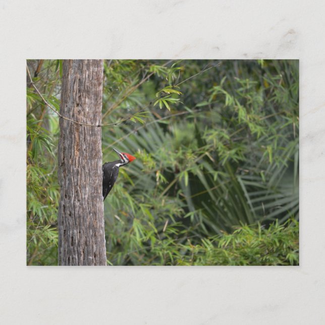 Florida Red Headed Pileated Woodpecker Profile Postcard (Front)