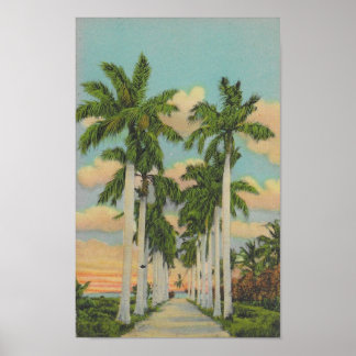 Florida Royal Palms Poster